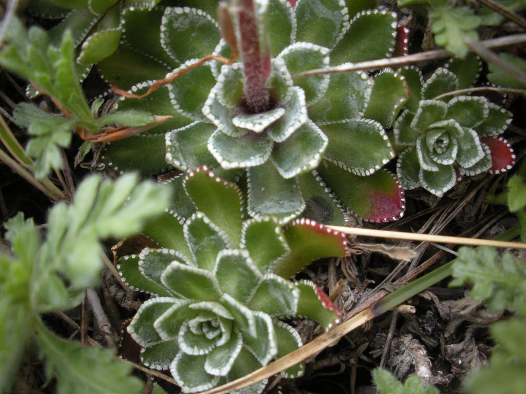 Saxifraga paniculata